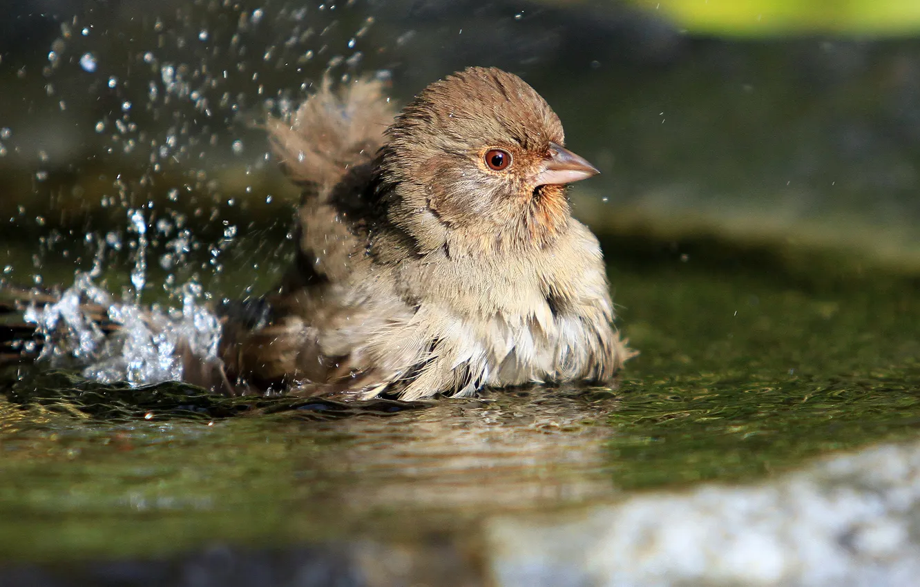 Photo wallpaper water, squirt, bird, bathing
