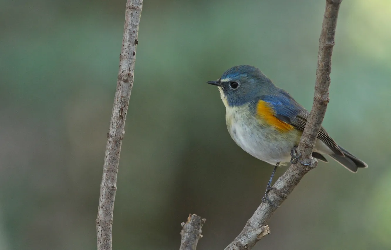Photo wallpaper branches, bird, color, feathers
