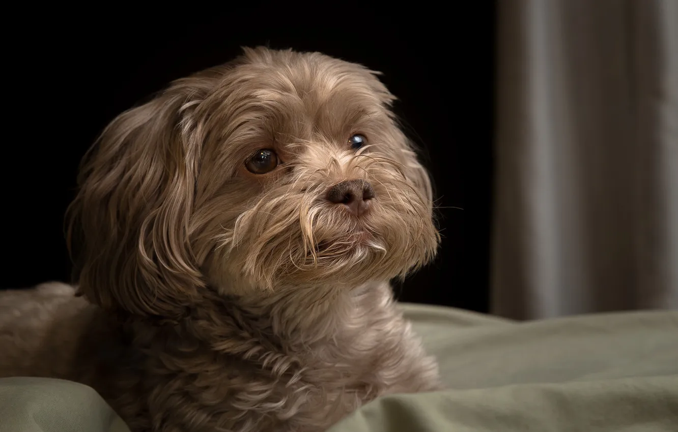 Photo wallpaper look, each, dog