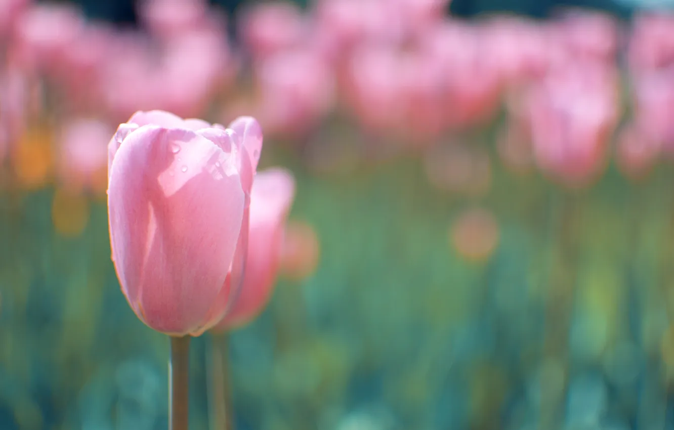 Photo wallpaper macro, flowers, spring, tulips, pink, buds