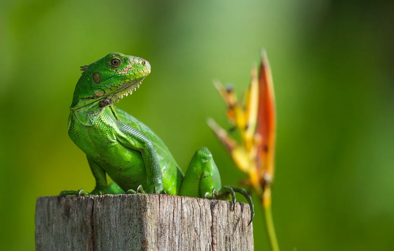 Photo wallpaper Iguana, reptile, pet, green iguana