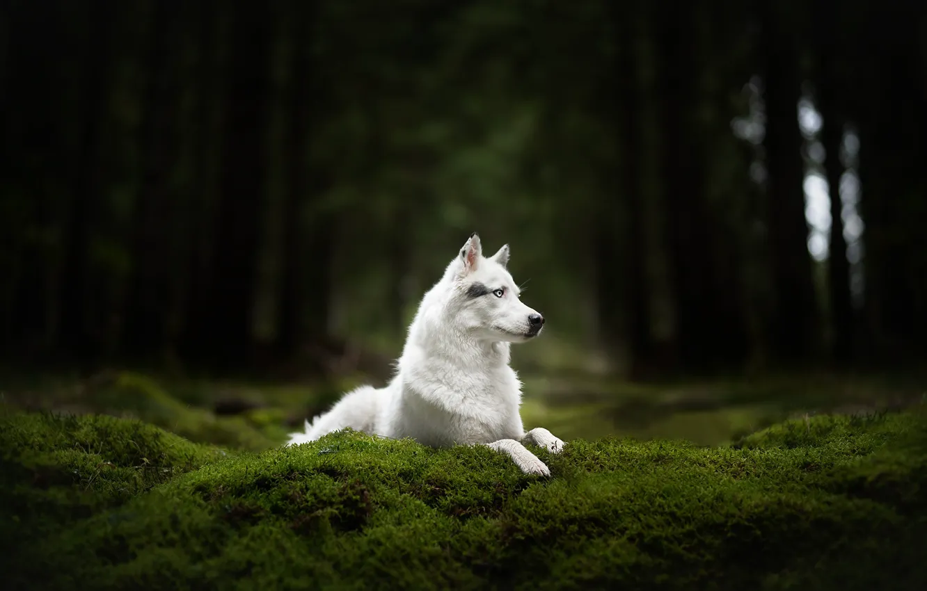 Photo wallpaper forest, moss, dog, white, Husky
