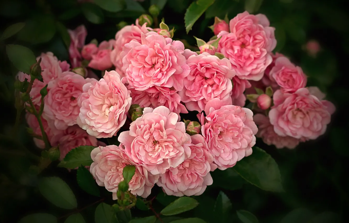 Photo wallpaper roses, the bushes, pink buds