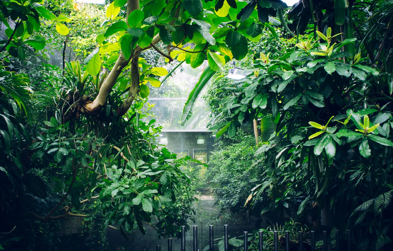 Photo wallpaper greens, leaves, trees, house, Germany, zoo, greenhouse, reserve