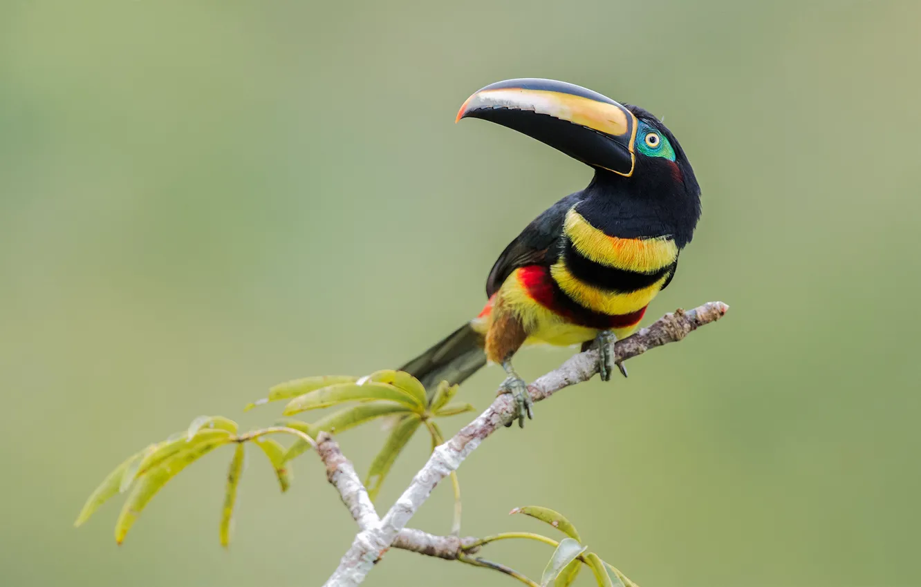 Photo wallpaper background, bird, branch, beak, Toucan, MNOGOPROFIL aracari