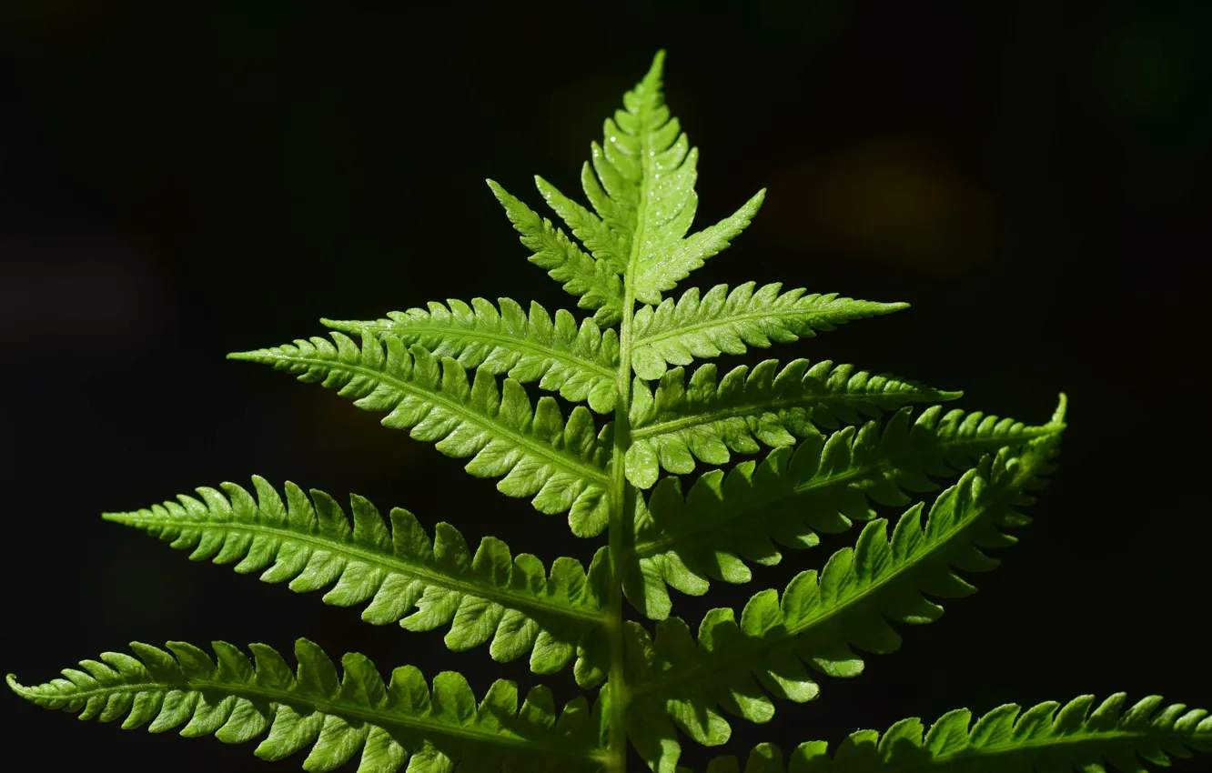 Photo wallpaper leaves, macro, plant, fern