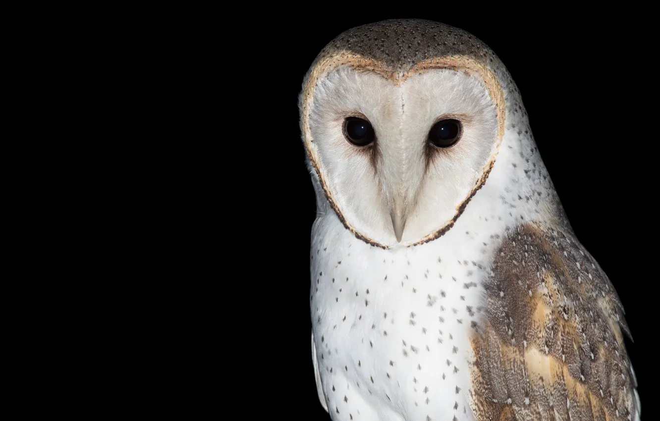 Photo wallpaper look, owl, bird, portrait, black background, the barn owl