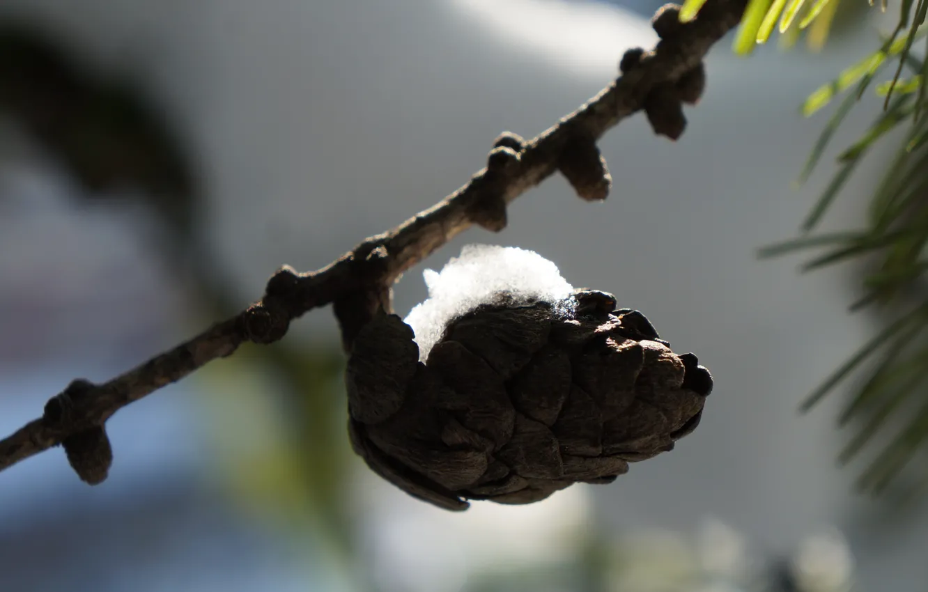Photo wallpaper snow, branches, bumps