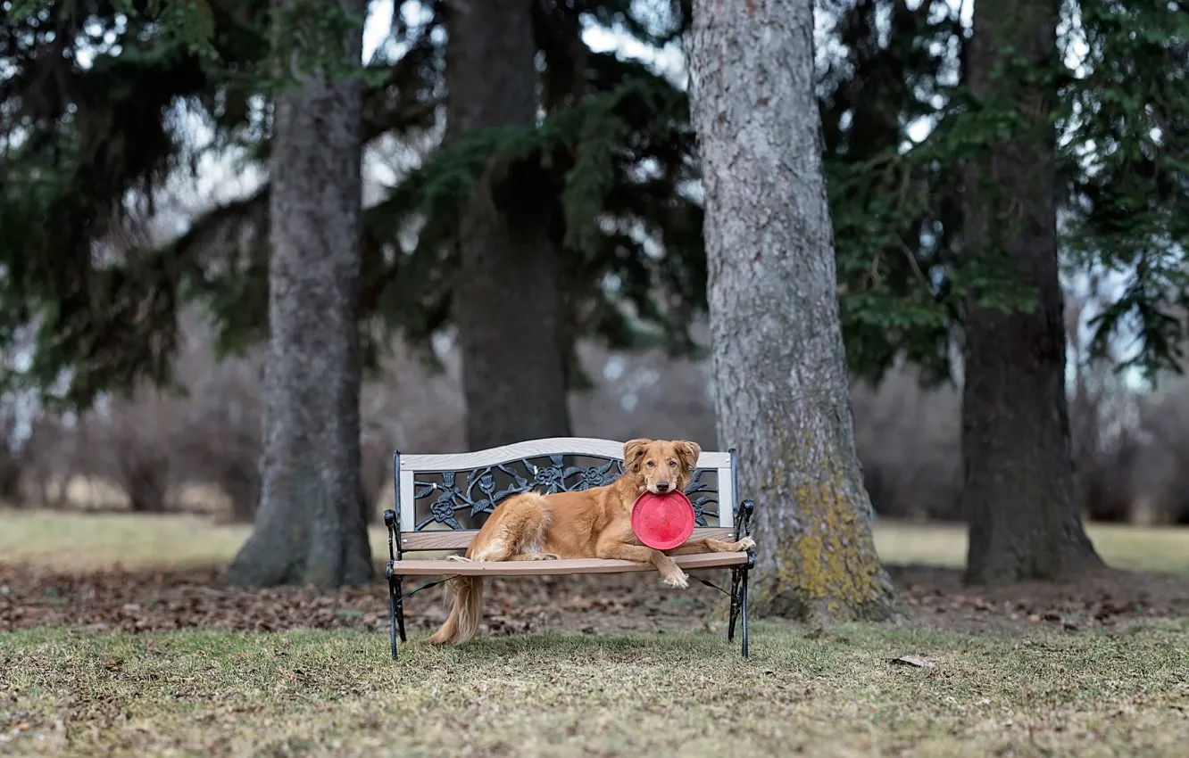 Photo wallpaper Park, dog, bench