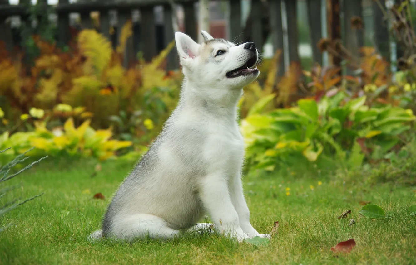 Photo wallpaper background, dog, puppy, Siberian husky