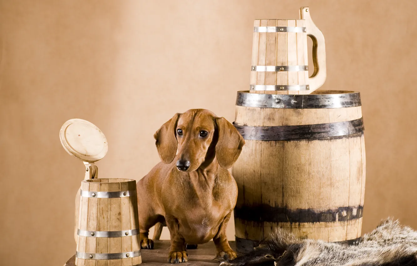 Photo wallpaper dog, skin, mug, Dachshund, wooden, barrel, brown, Wallpaper from lolita777