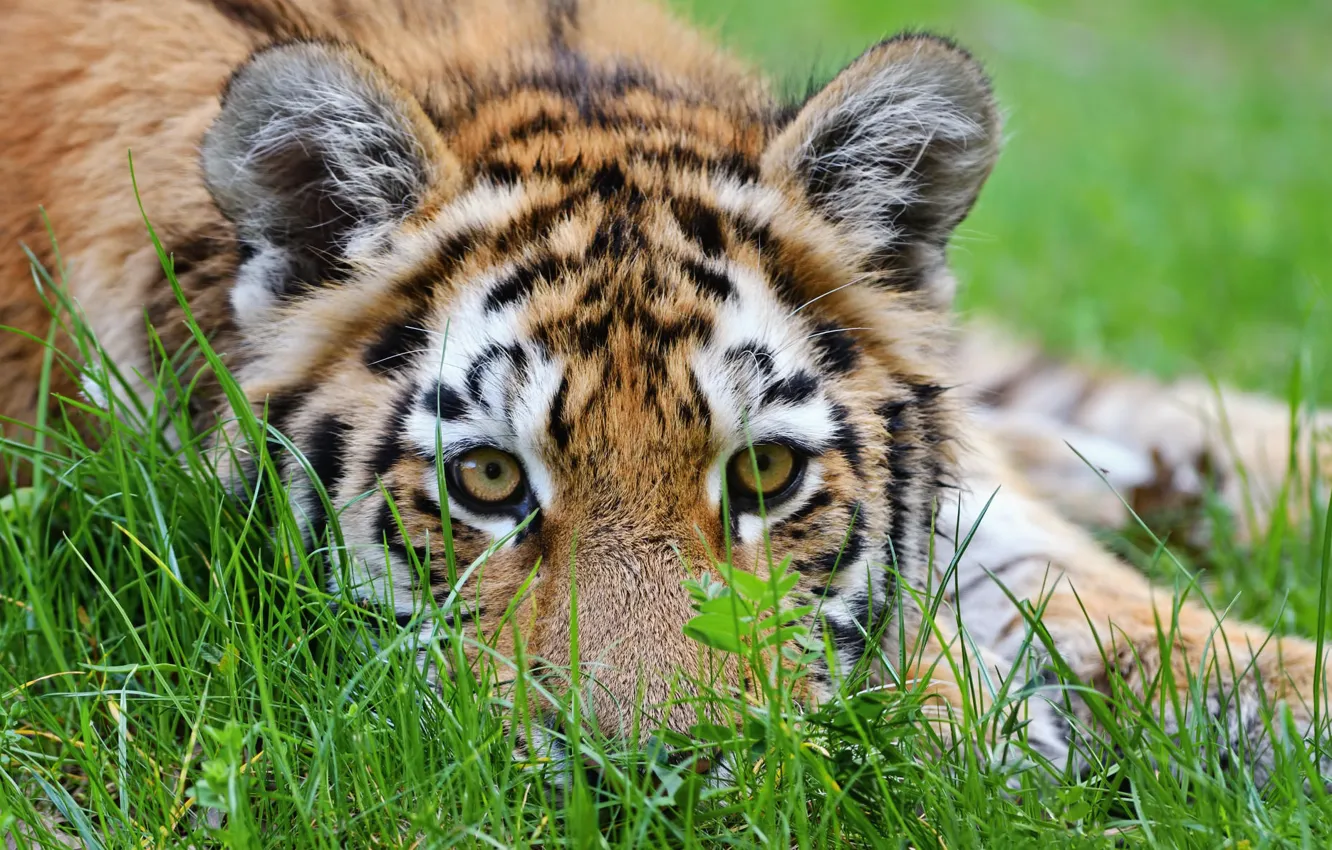 Photo wallpaper grass, look, nature, tiger, lies, face, tiger