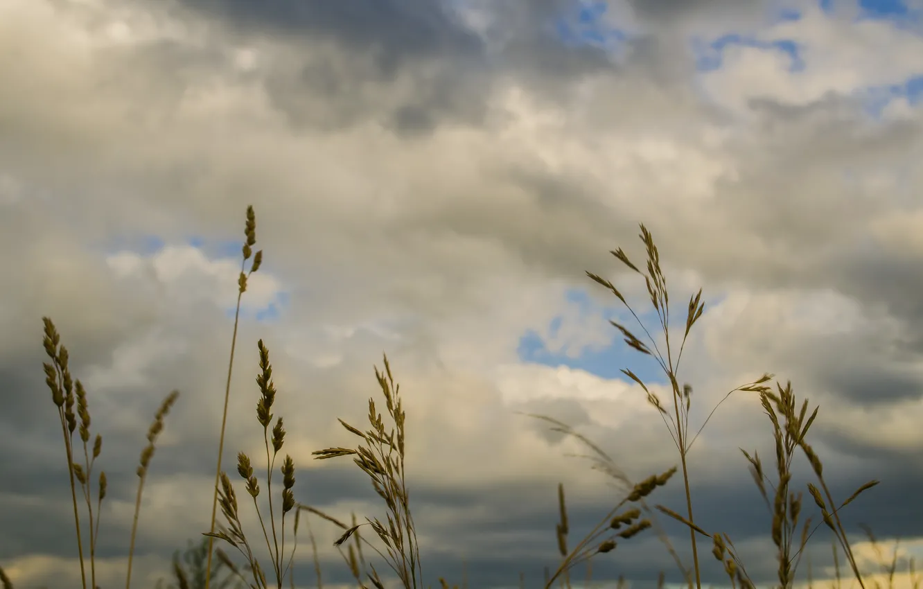 Photo wallpaper the sky, grass, clouds, Siberia