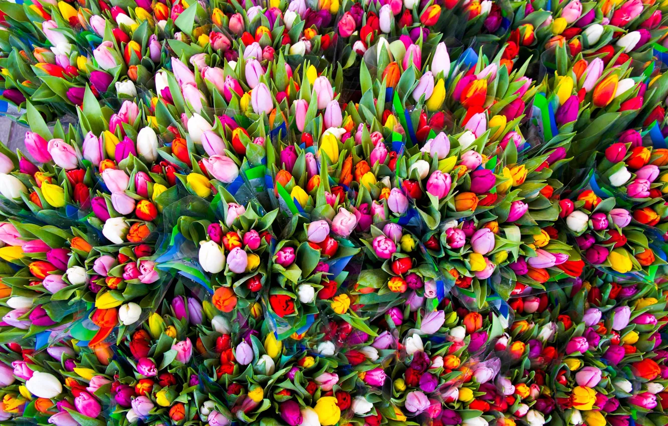 Photo wallpaper flowers, paint, tulips, congratulations, for all Tatiana