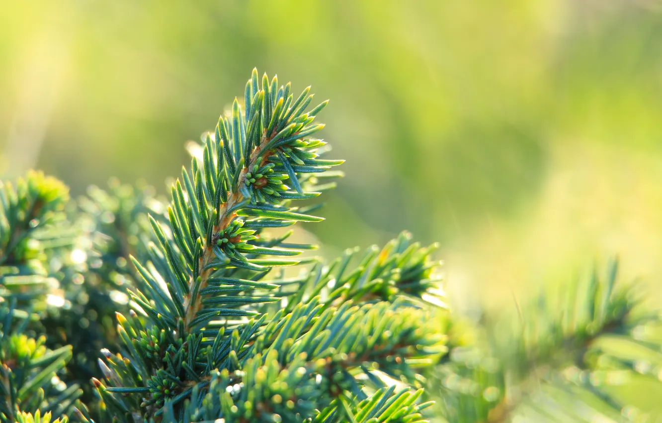 Photo wallpaper green, spruce, twig