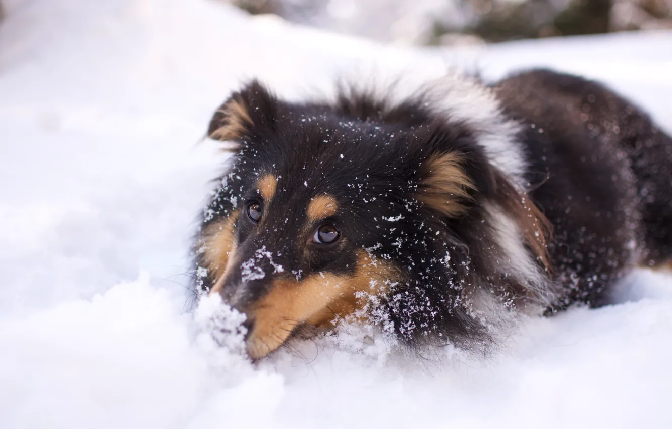 Photo wallpaper winter, look, face, snow, nature, in the snow, dog, the snow