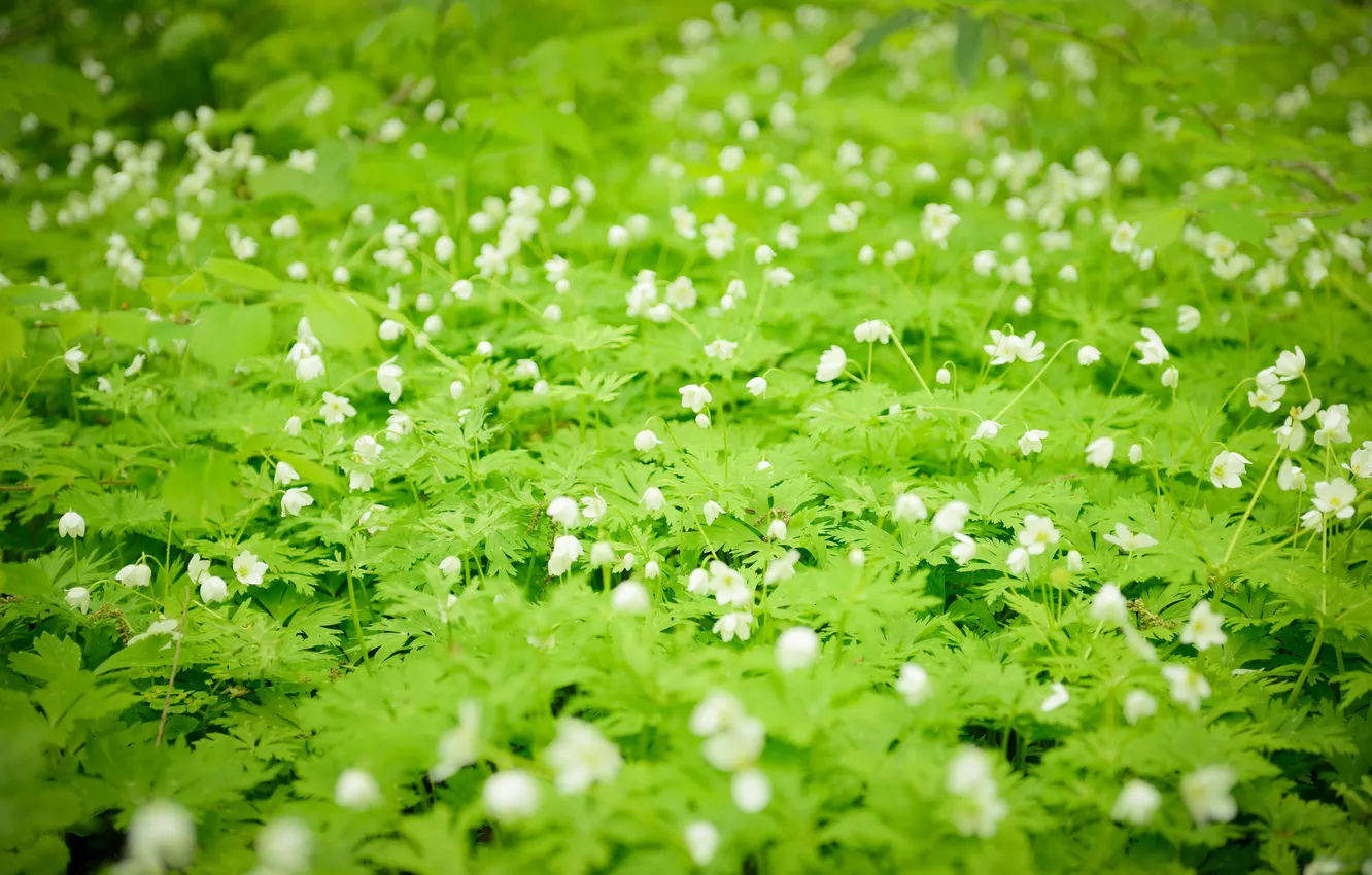 Photo wallpaper greens, flowers, nature