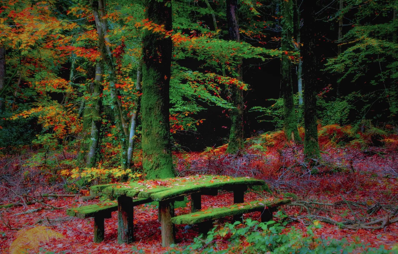 Photo wallpaper autumn, forest, bench