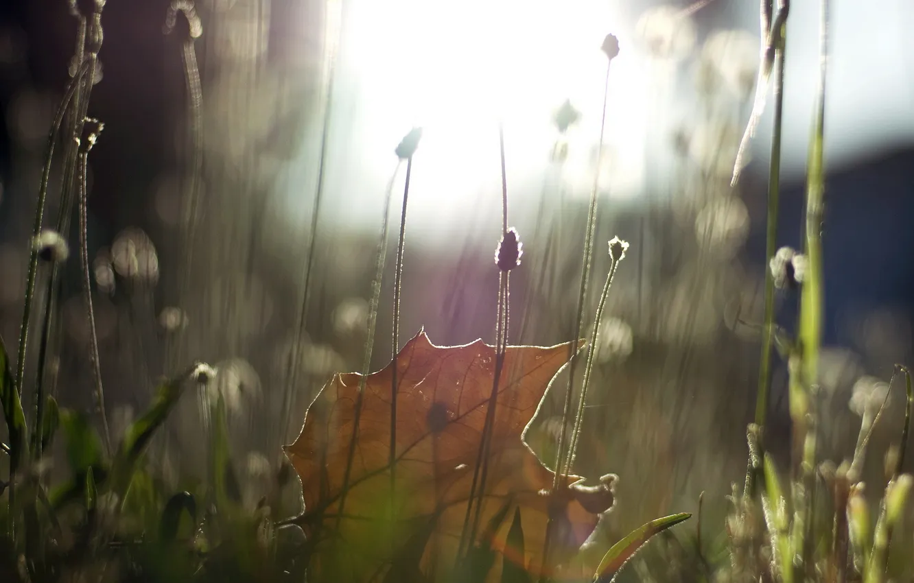 Photo wallpaper leaves, macro, nature
