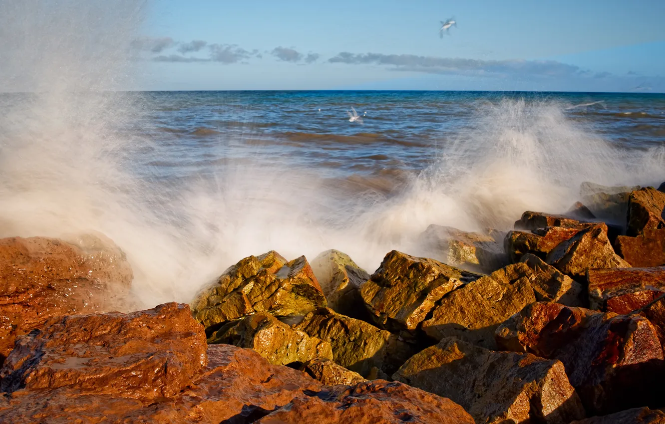 Photo wallpaper sea, wave, squirt, stones, the ocean, bird, seagulls, Argentina