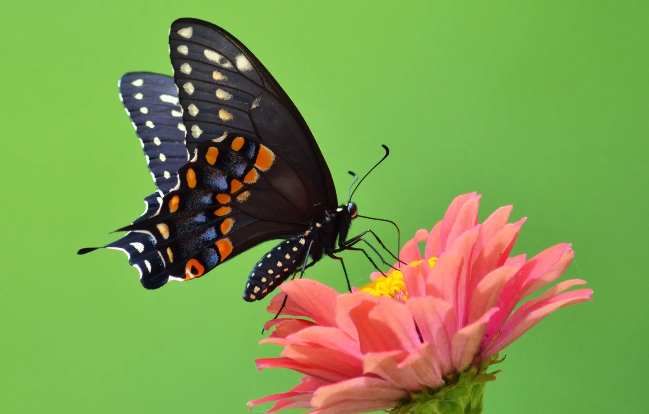 Photo wallpaper flower, green, butterfly, wings, petals, green, antennae, flower