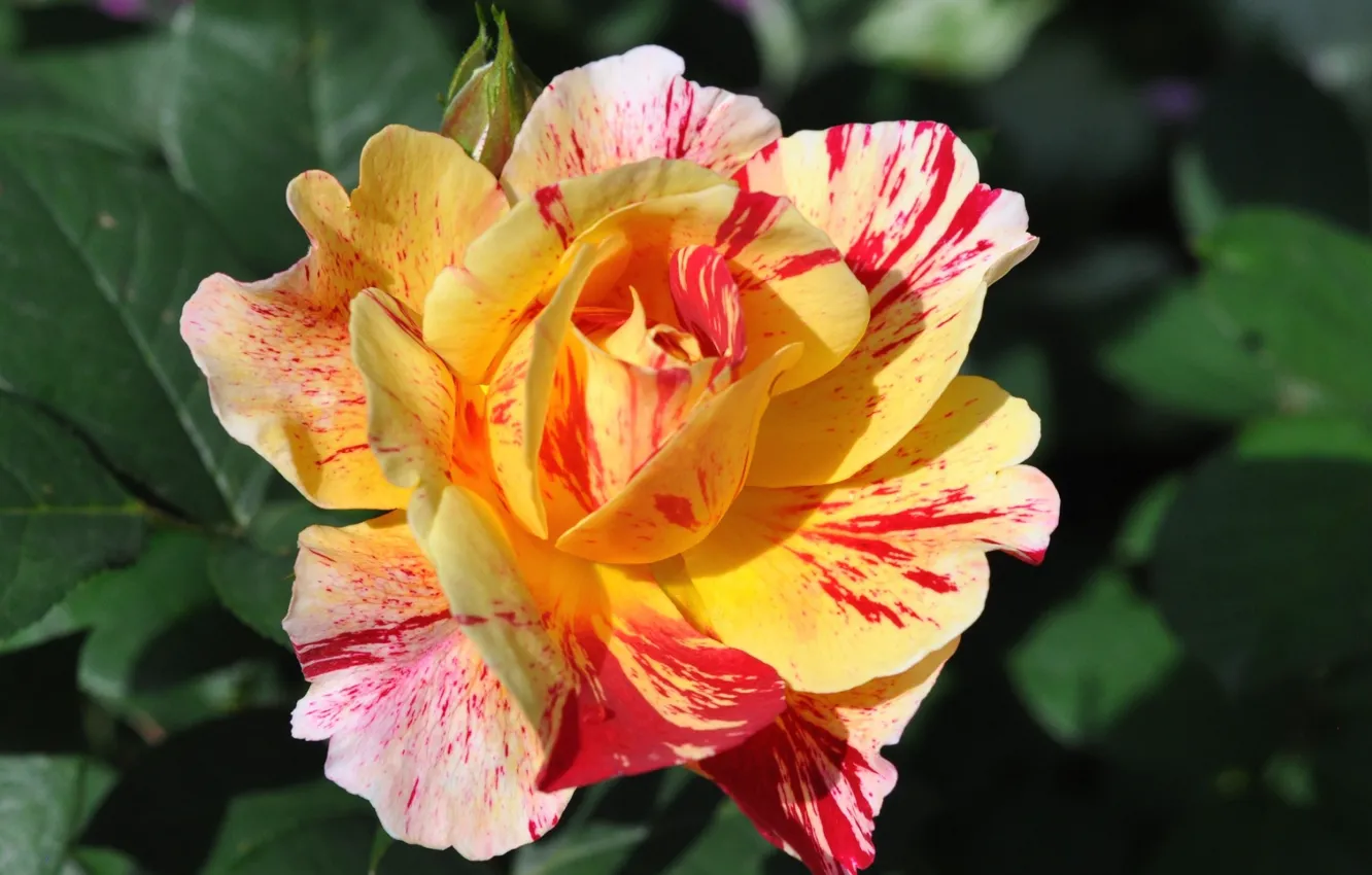 Photo wallpaper yellow, background, roses