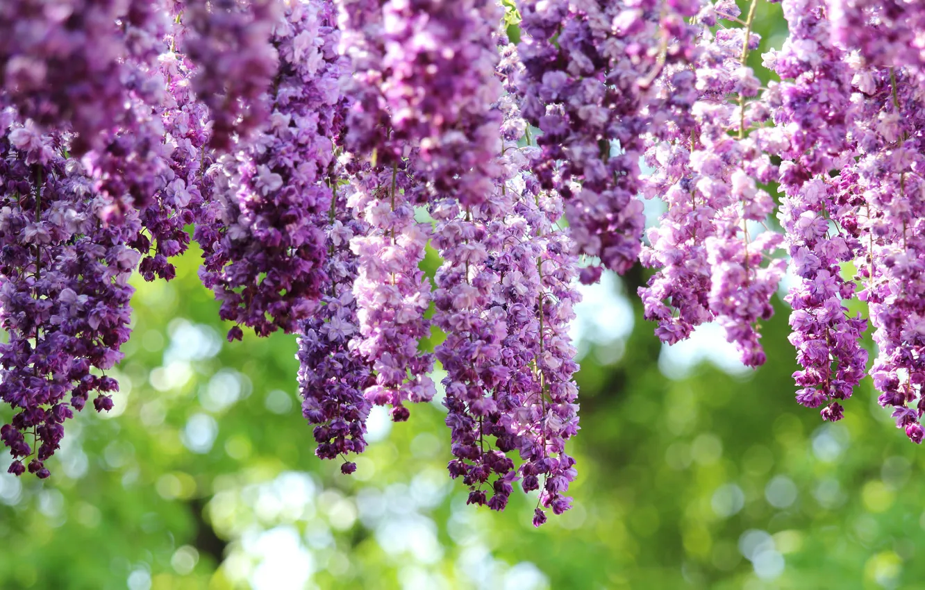 Photo wallpaper bunches, Wisteria, Wisteria