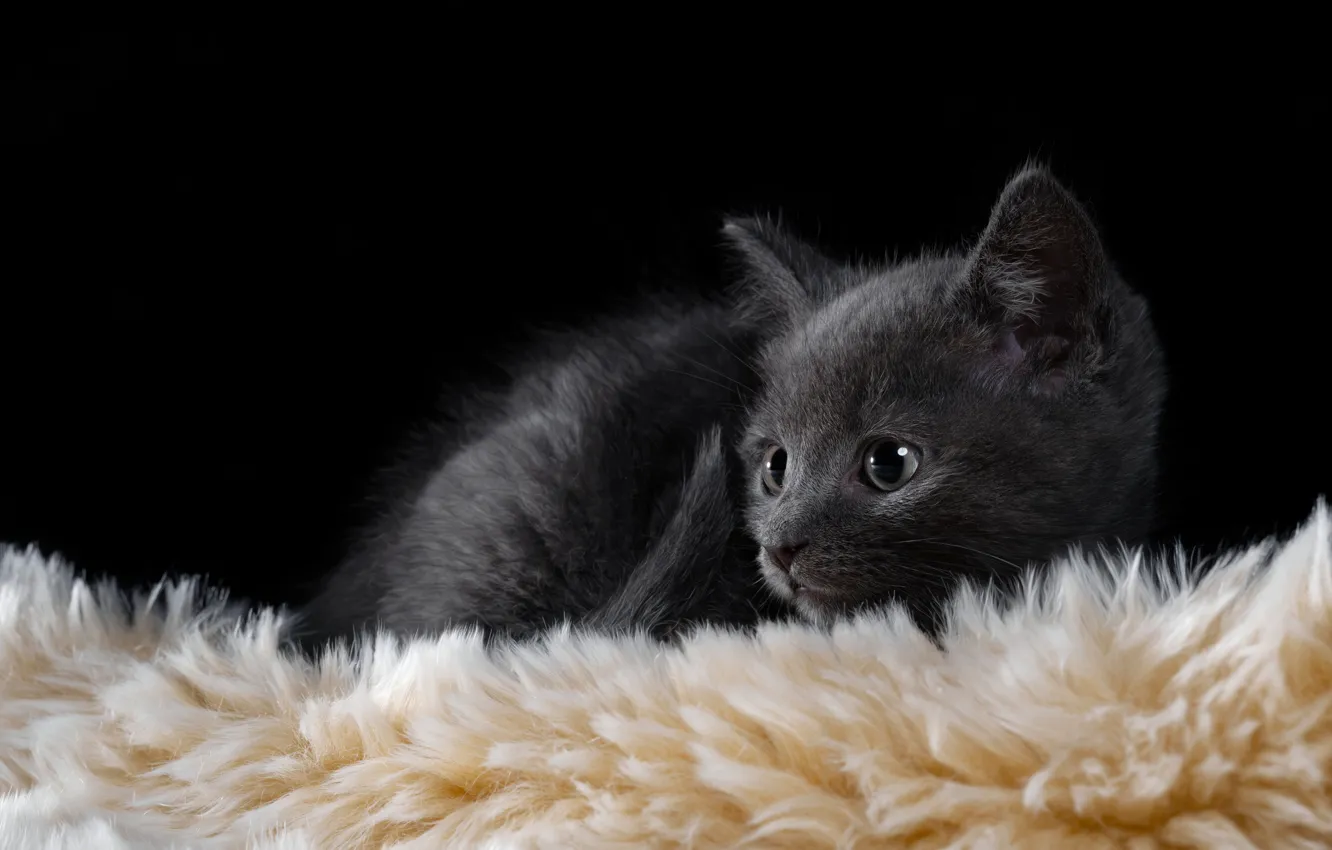 Photo wallpaper baby, muzzle, fur, kitty, black background