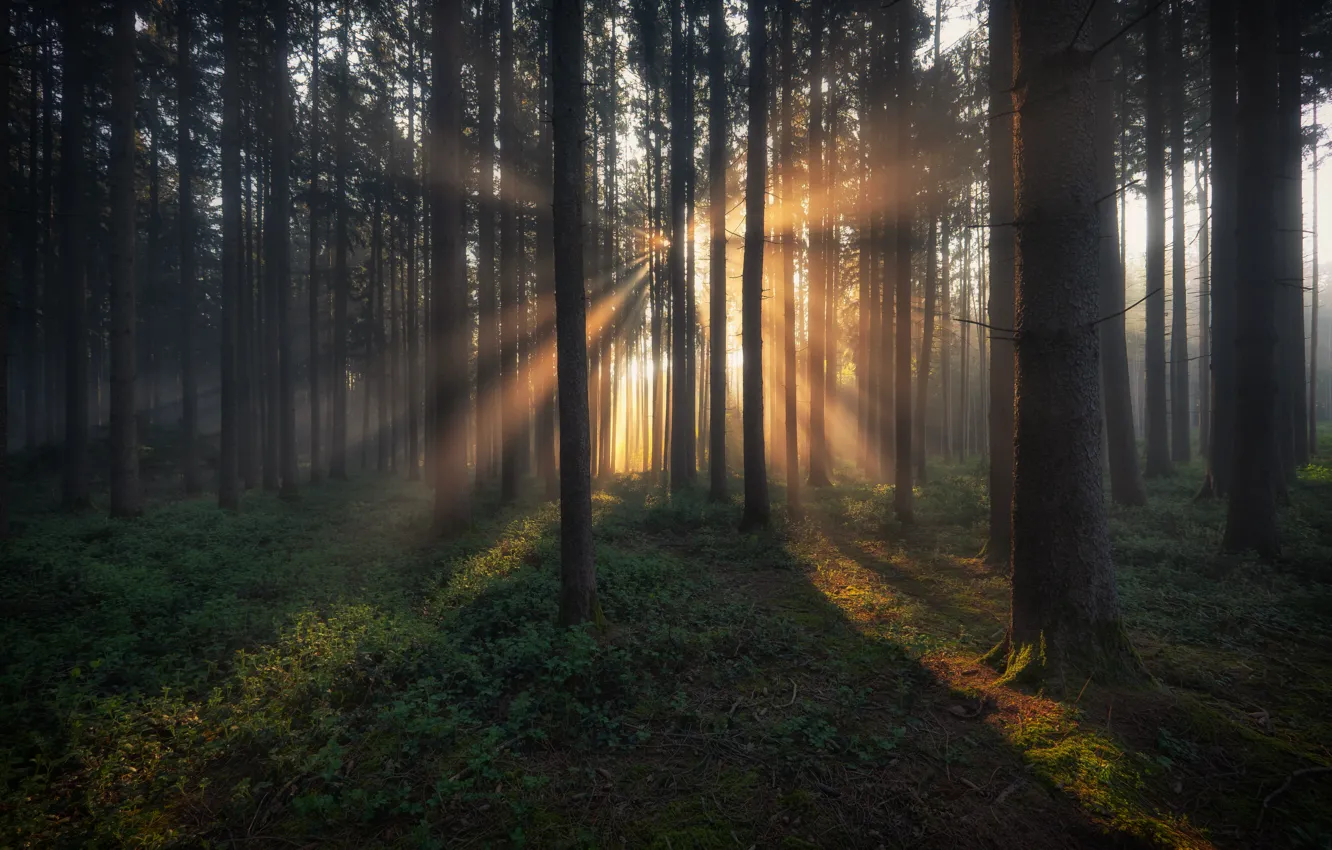 Photo wallpaper forest, the sun, rays, trees, branches, fog, dawn, glade