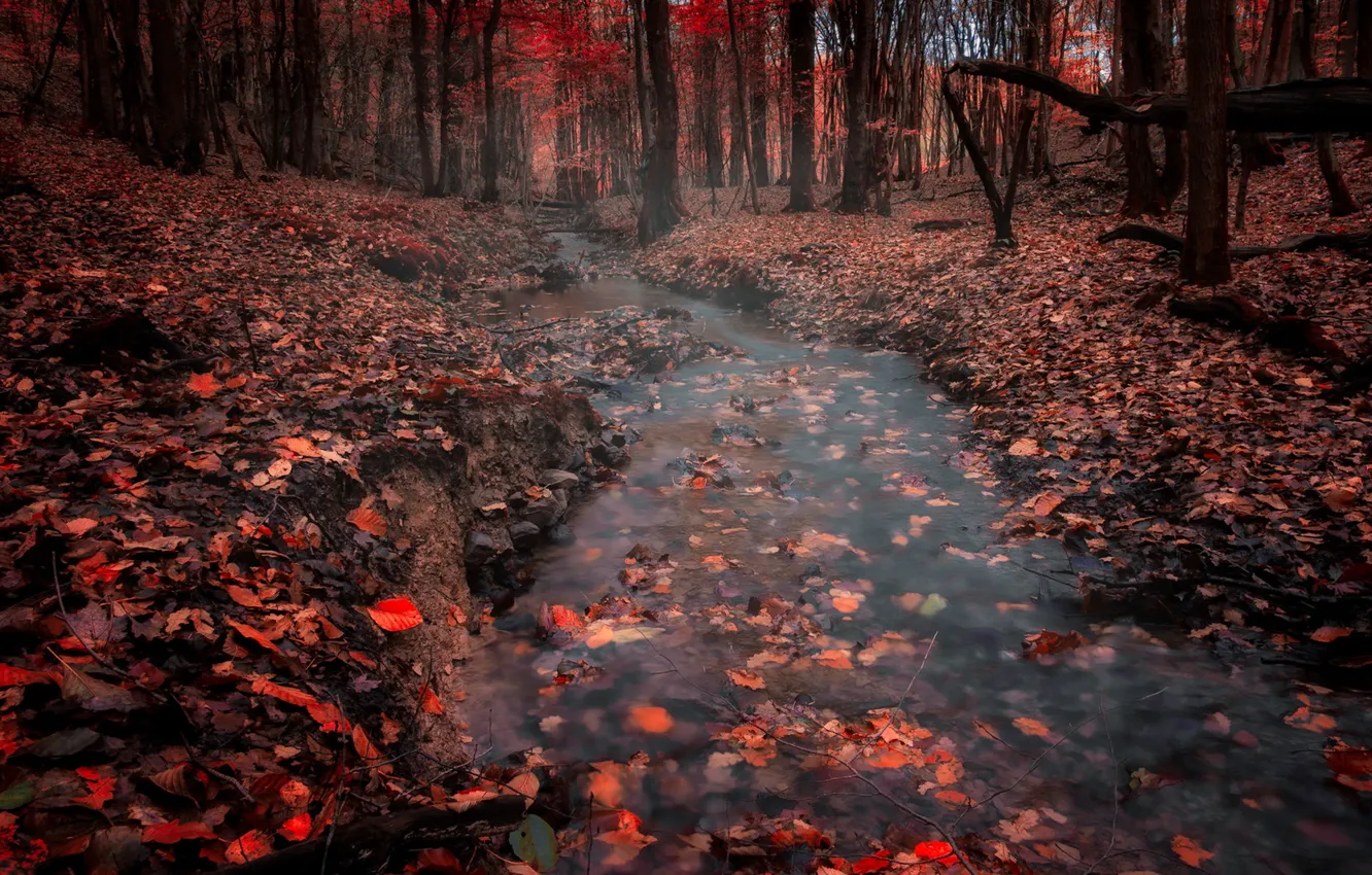 Photo wallpaper autumn, forest, nature