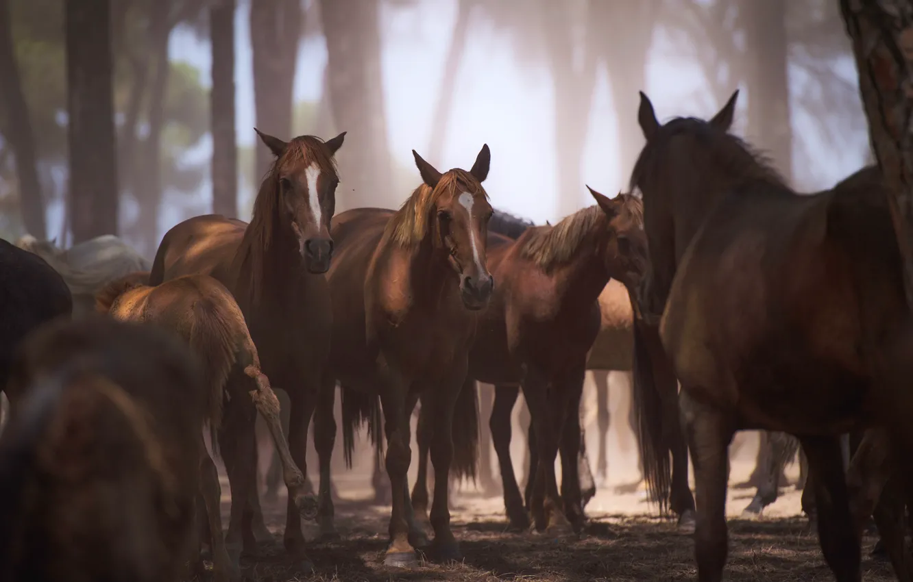 Photo wallpaper brown, chestnut, a lot, light, nature, fog, trees, the herd