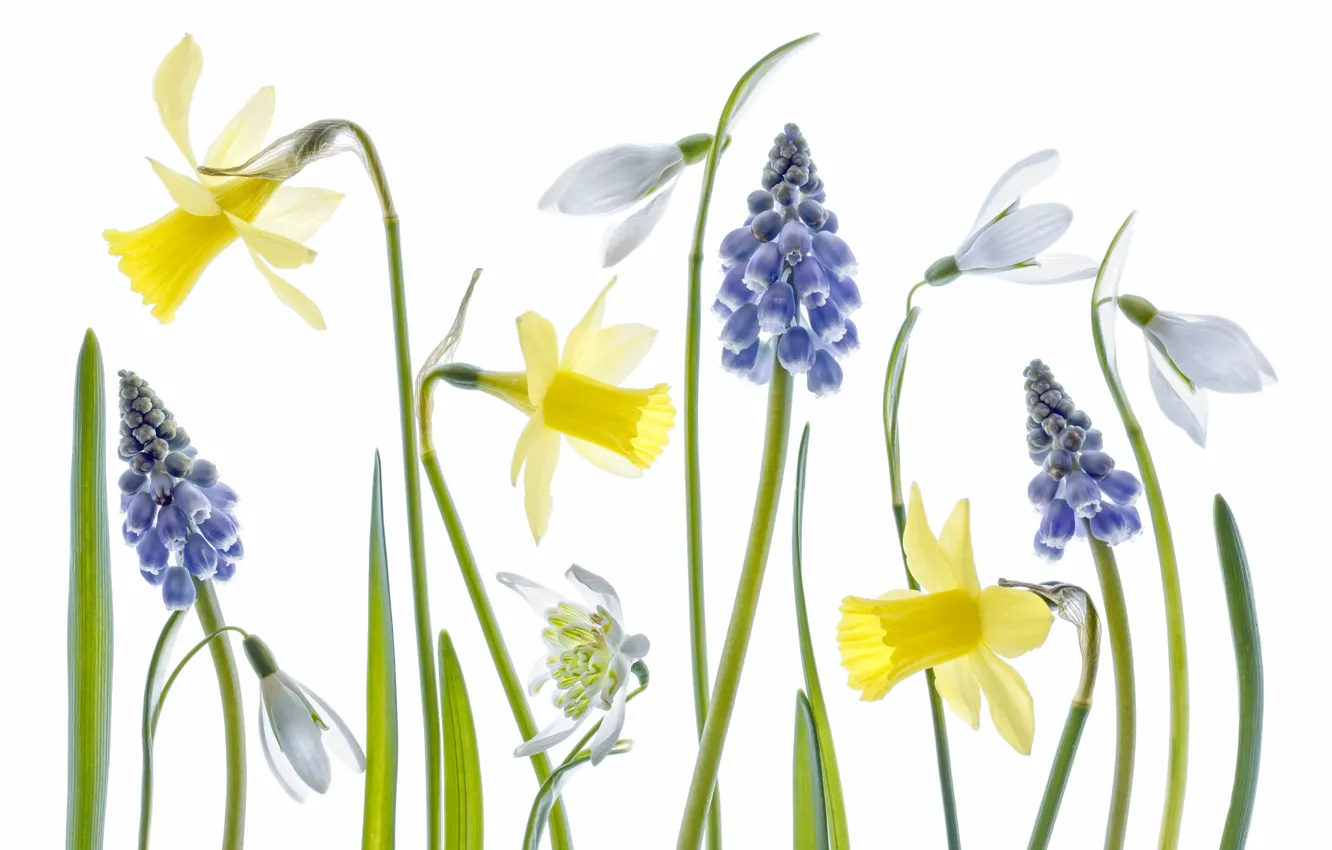 Photo wallpaper macro, paint, spring, petals, stem, snowdrop, Narcissus, hyacinth mouse