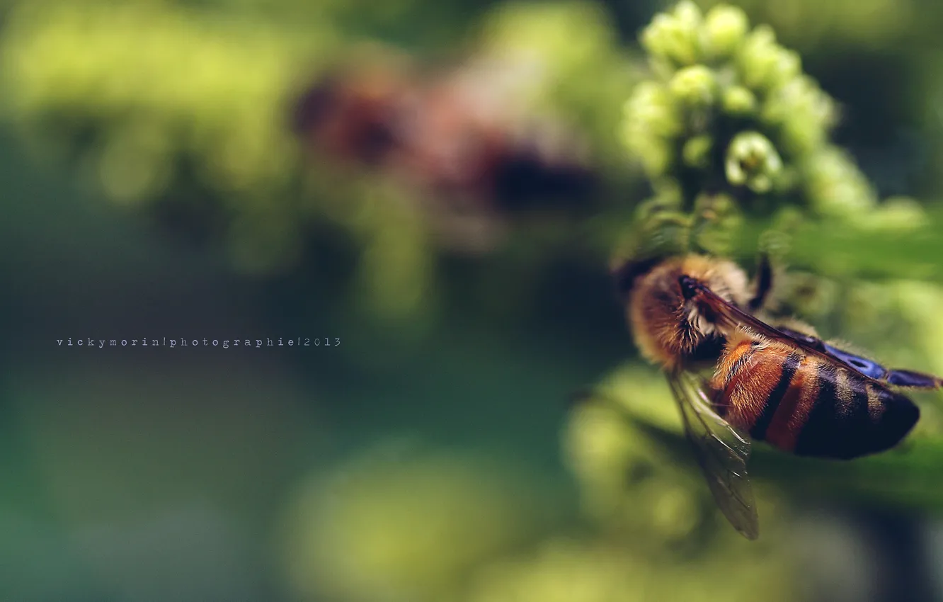 Photo wallpaper flowers, bee, background
