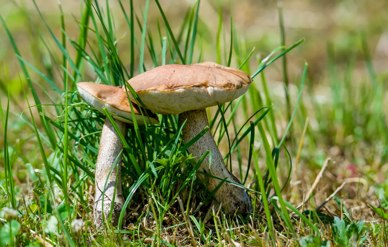 Photo wallpaper summer, nature, mushrooms, quiet hunting