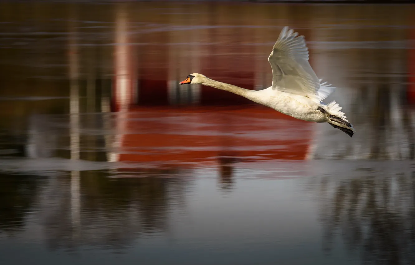 Photo wallpaper bird, Swan, flight