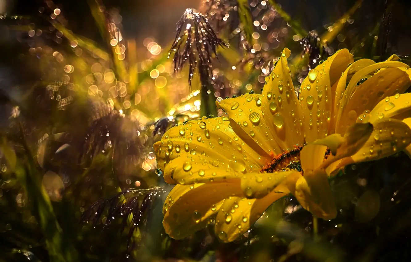 Photo wallpaper summer, Rosa, rain, chamomile