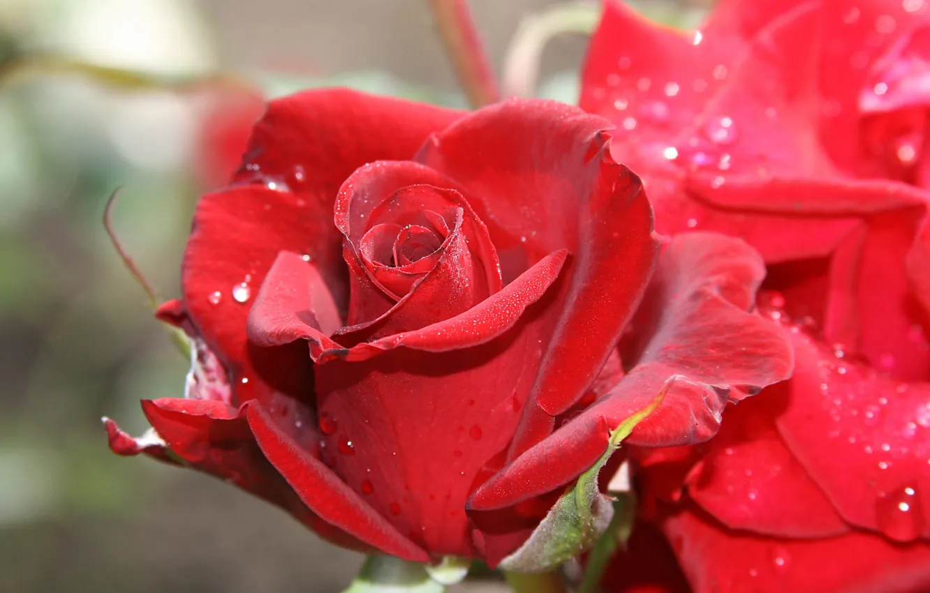 Photo wallpaper macro, roses, buds