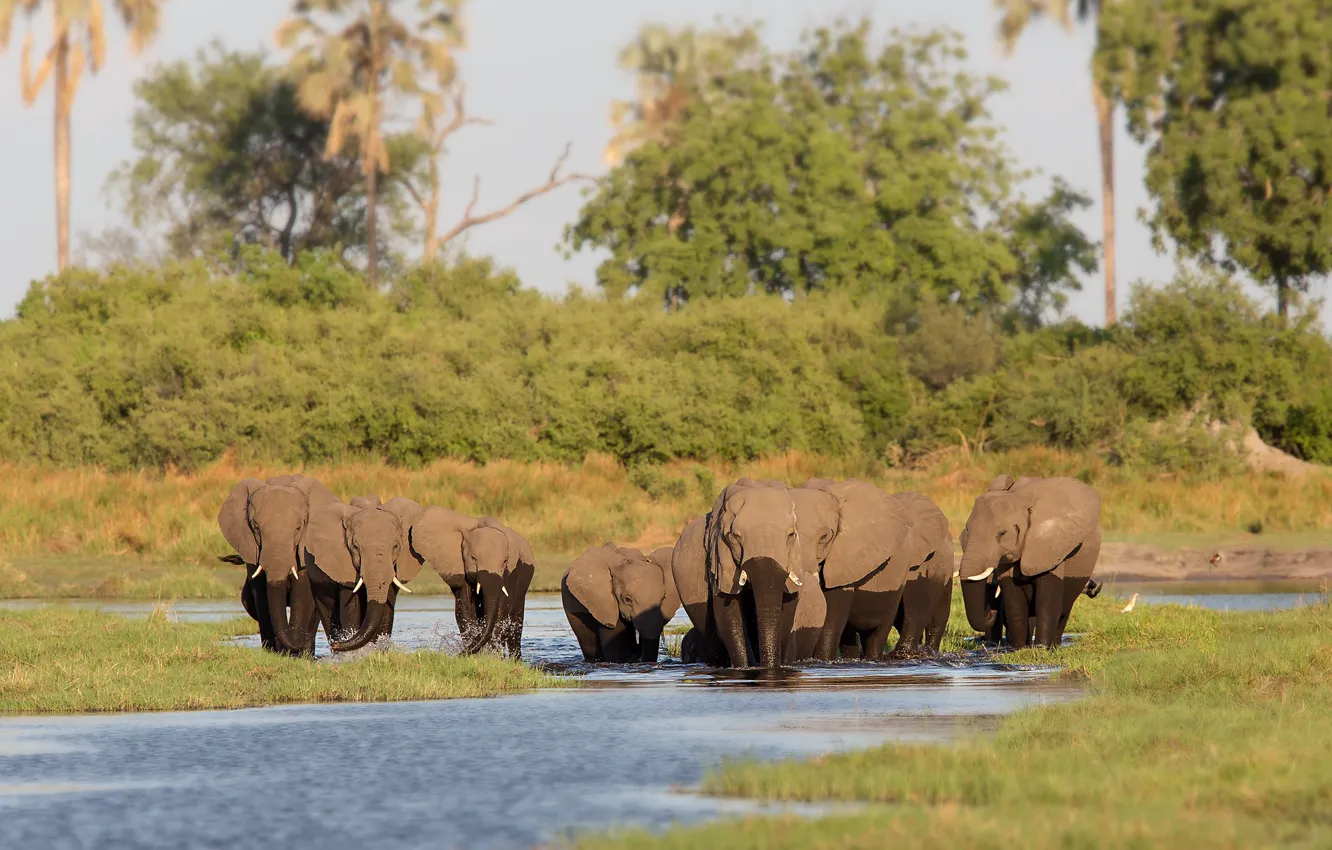 Photo wallpaper elephant, large, beautiful, trunk