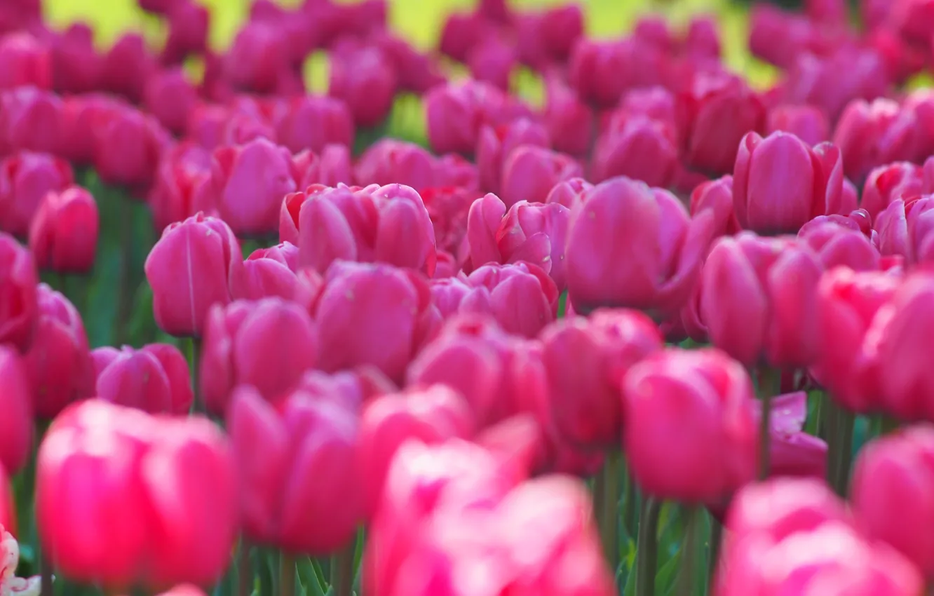 Photo wallpaper flowers, spring, tulips, pink, buds, flowerbed, a lot, bokeh