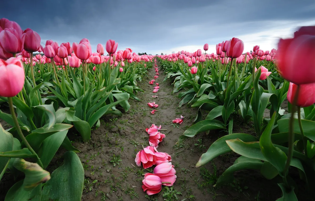 Photo wallpaper flowers, spring, petals, tulips, pink, plantation, boundary