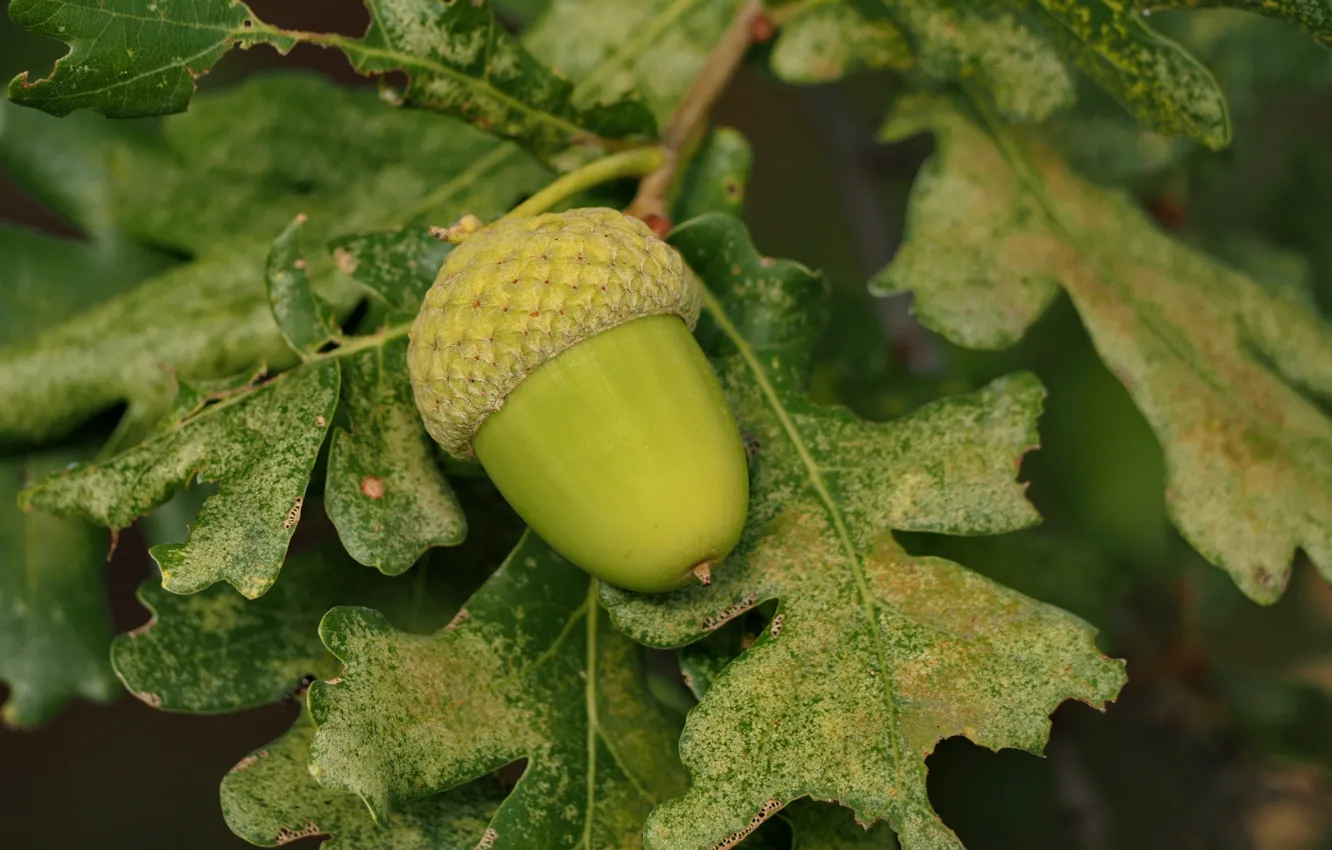 Photo wallpaper leaves, macro, branches, nature, acorns, oak
