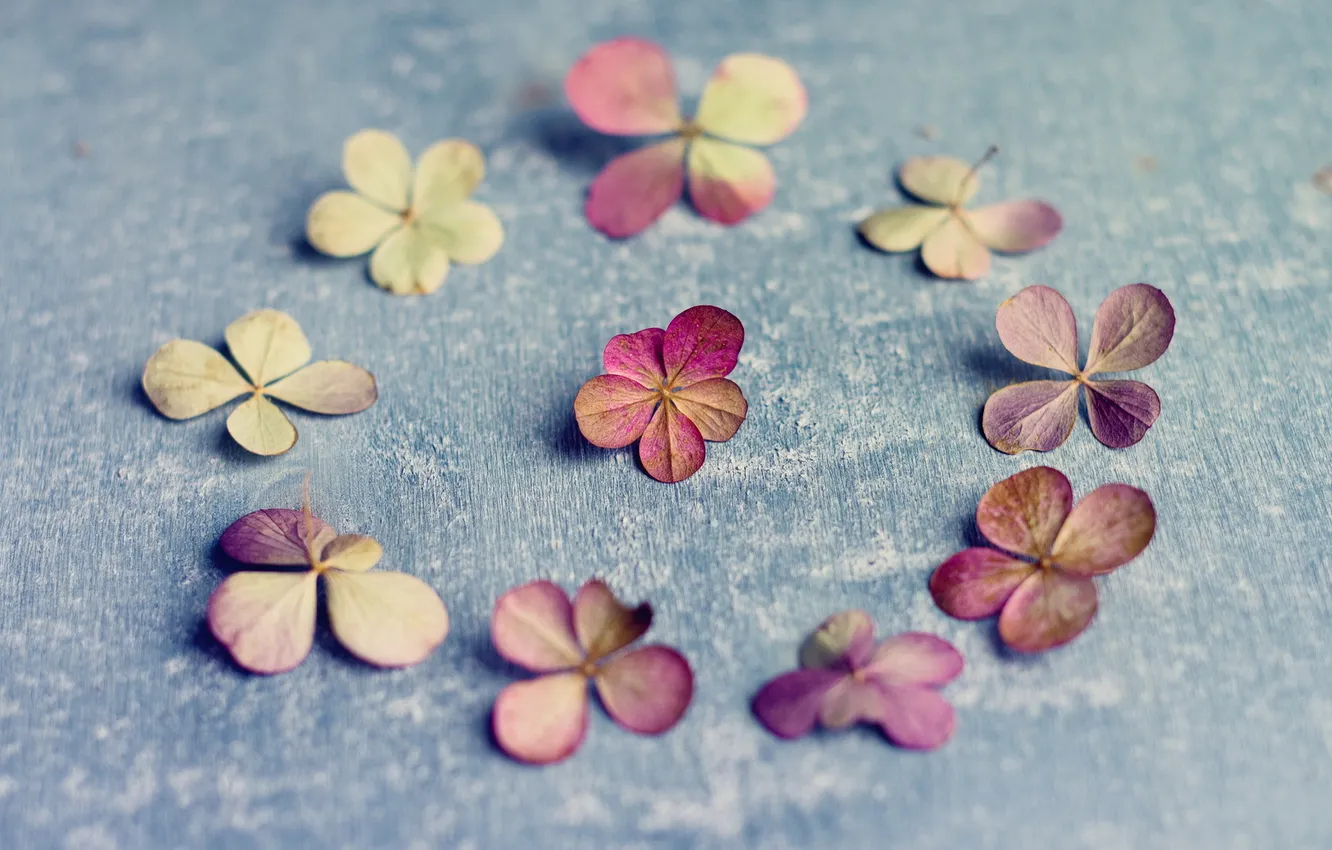 Photo wallpaper vintage, petals, Hydrangea paniculata, A circle of nine