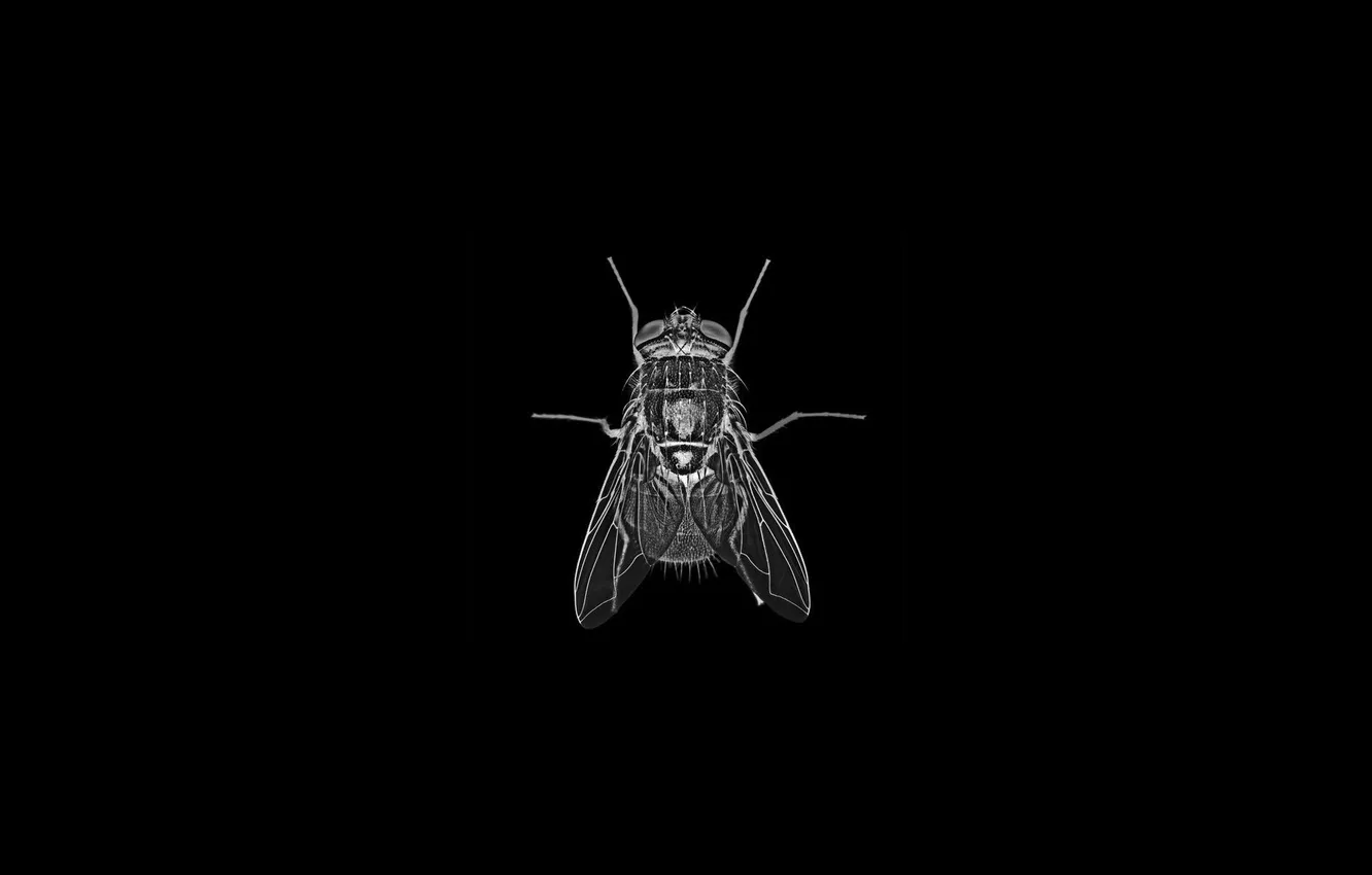 Photo wallpaper fly, background, black, insect