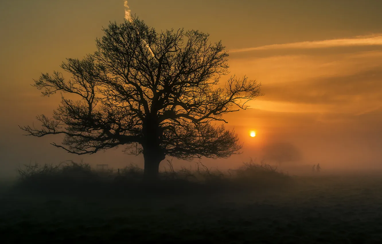 Photo wallpaper trees, landscape, night, nature, fog