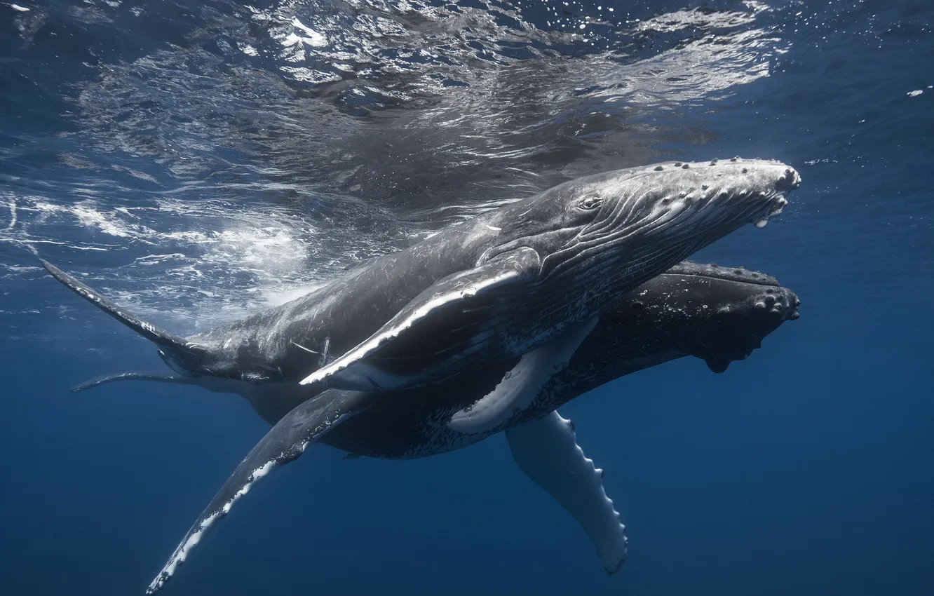 Photo wallpaper sea, nature, kit