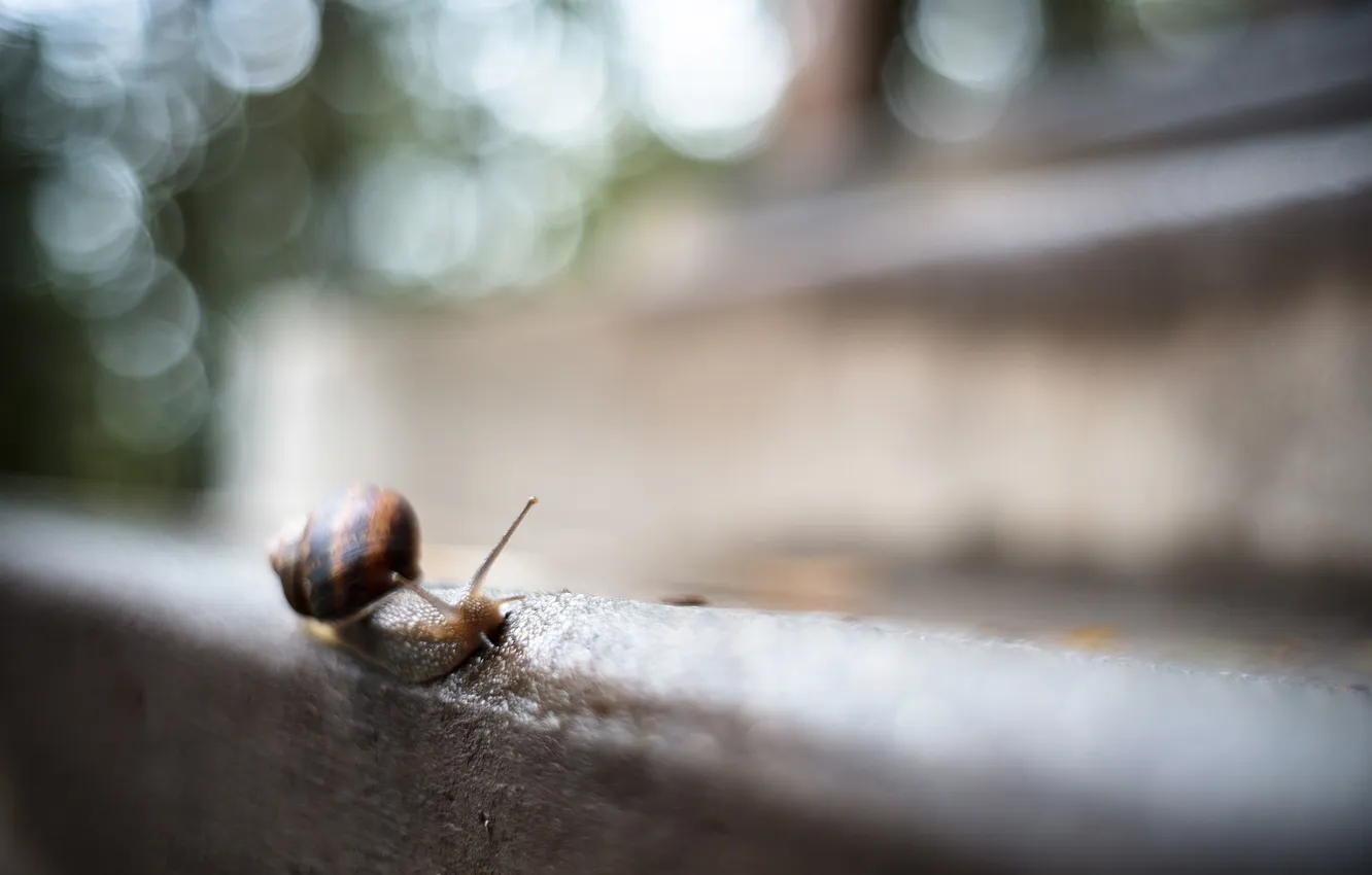 Photo wallpaper macro, nature, background, snail
