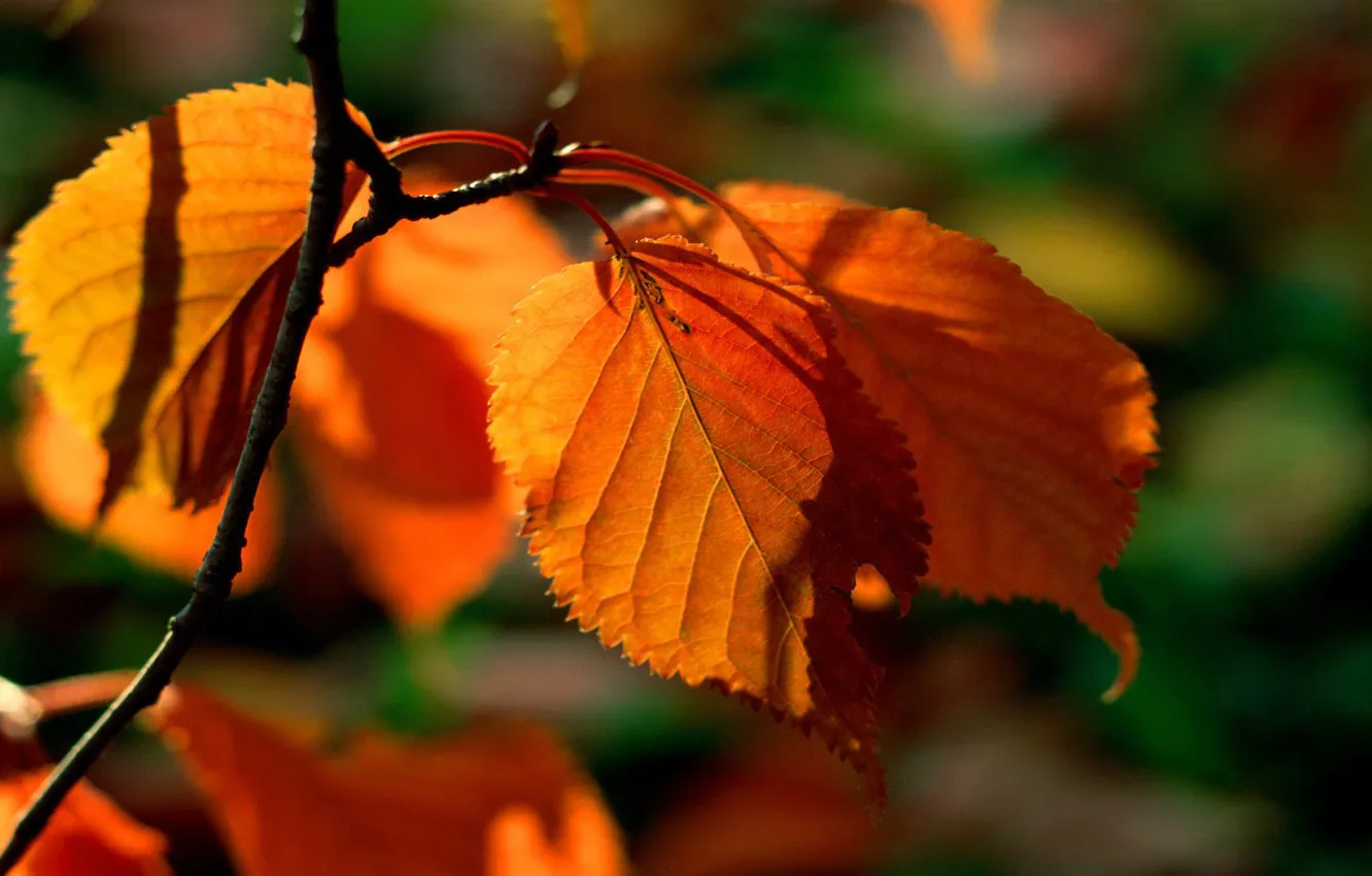 Photo wallpaper macro, orange, branches, nature, background, foliage, picture