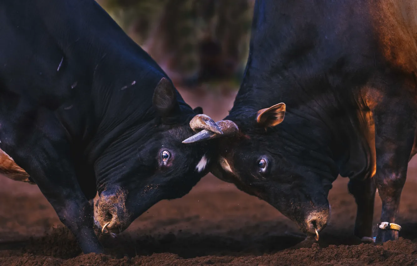 Photo wallpaper background, cattle, bull