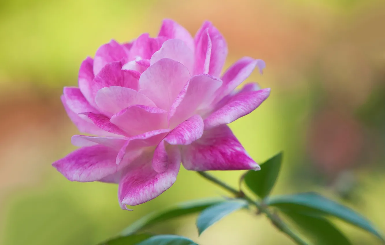 Photo wallpaper flowers, paint, petals