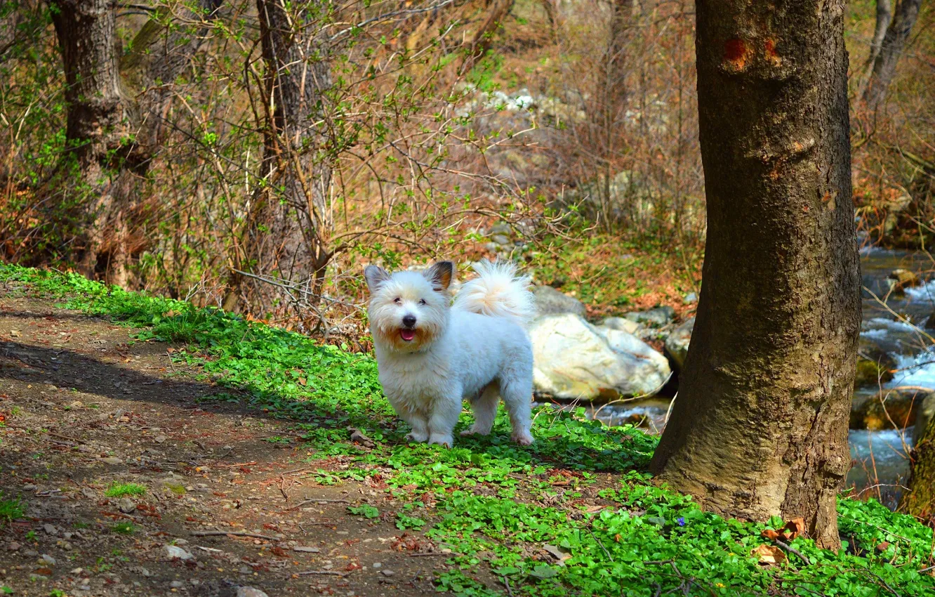 Photo wallpaper Nature, Dog, Dog, nature, The West highland white Terrier